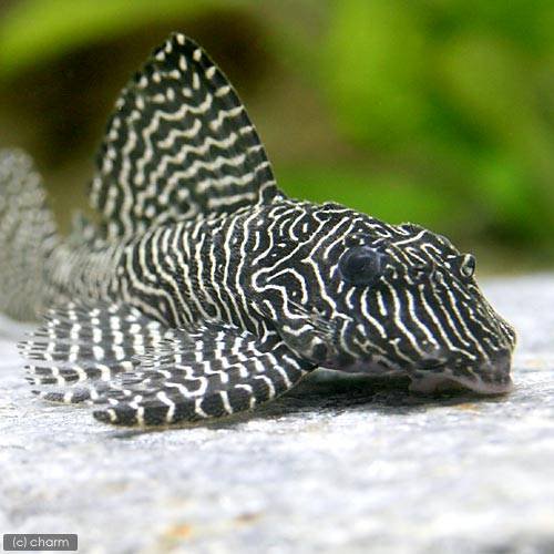 (熱帯魚)クィーンアラベスク・タイガープレコ(ワイルド)(1匹) 北海道航空便要保温 CRC13―44―20―00―00 (熱帯魚)クィーンアラベスク・タイガープレコ(ワイルド)(1匹) 北海道航空便要保温 CRC13―44―20―00―00