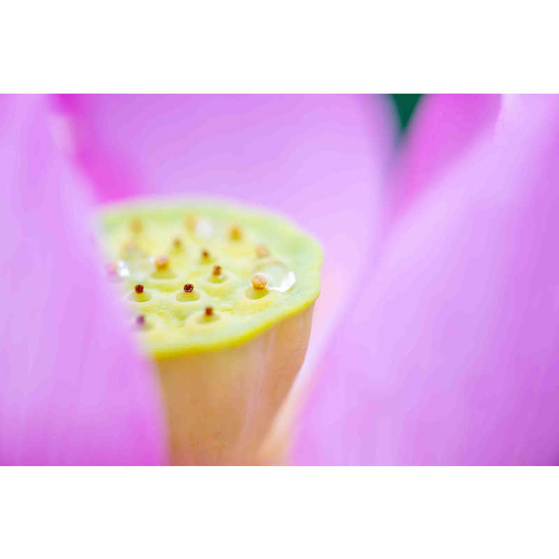 タムロン カメラレンズ (ニコンZ用) 90mm F2.8 Di III MACRO VXD/Model F072Z タムロン カメラレンズ (ニコンZ用) 90mm F2.8 Di III MACRO VXD/Model F072Z