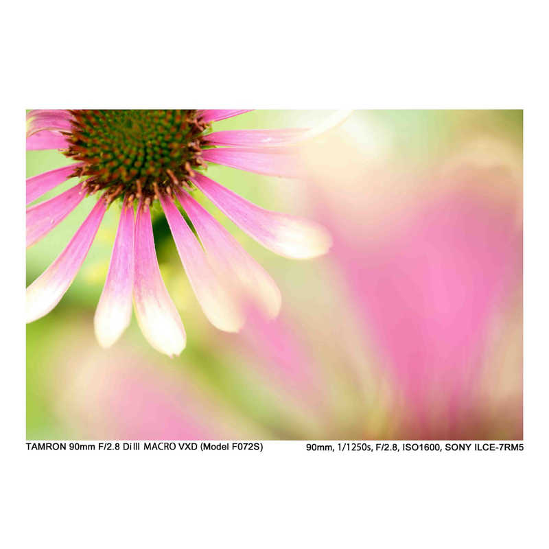 タムロン カメラレンズ (ニコンZ用) 90mm F2.8 Di III MACRO VXD/Model F072Z タムロン カメラレンズ (ニコンZ用) 90mm F2.8 Di III MACRO VXD/Model F072Z