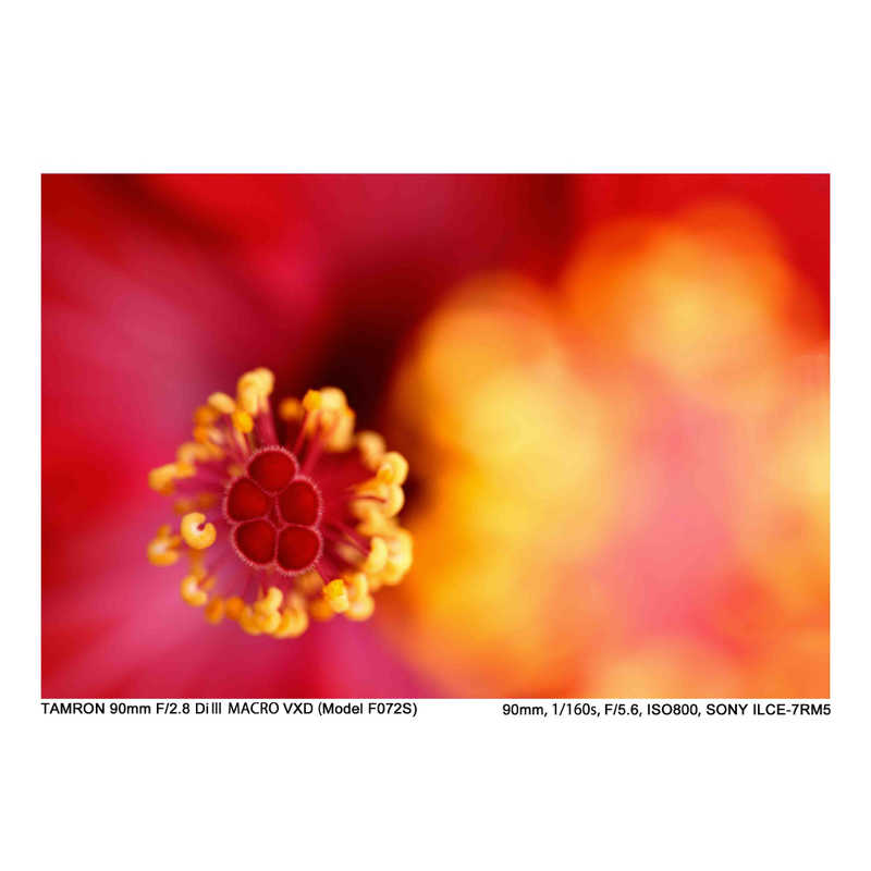 タムロン カメラレンズ (ニコンZ用) 90mm F2.8 Di III MACRO VXD/Model F072Z タムロン カメラレンズ (ニコンZ用) 90mm F2.8 Di III MACRO VXD/Model F072Z