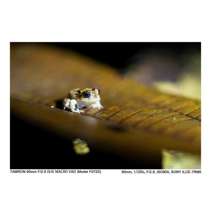タムロン カメラレンズ (ニコンZ用) 90mm F2.8 Di III MACRO VXD/Model F072Z タムロン カメラレンズ (ニコンZ用) 90mm F2.8 Di III MACRO VXD/Model F072Z