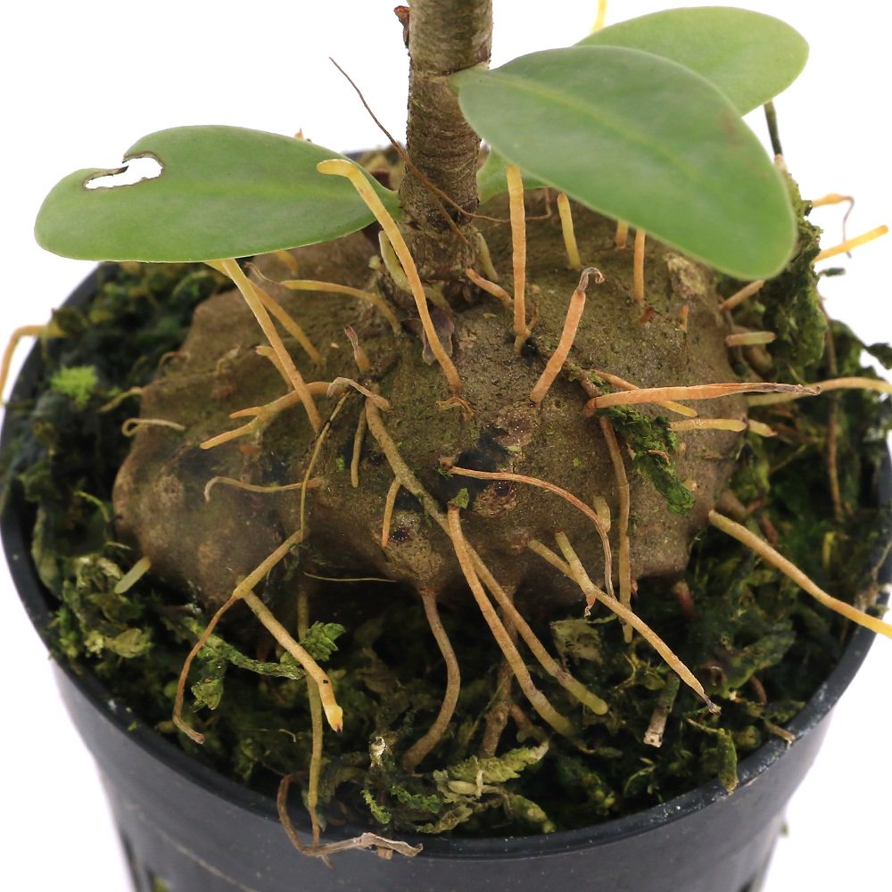 (観葉植物)ヒドノフィツム フォルミカルム(wrinkle tuber)Nueva Vizcaya Luzon(1ポット) CRC12―88―01―00―00 (観葉植物)ヒドノフィツム フォルミカルム(wrinkle tuber)Nueva Vizcaya Luzon(1ポット) CRC12―88―01―00―00