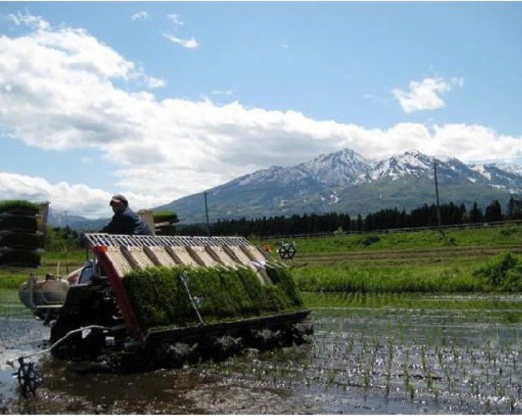 新潟県産 コシヒカリ 無洗米 20kg 令和６年産　プレゼント入り 米 高級米 おいしいお米 美味しいお米 産地直送 農家の米