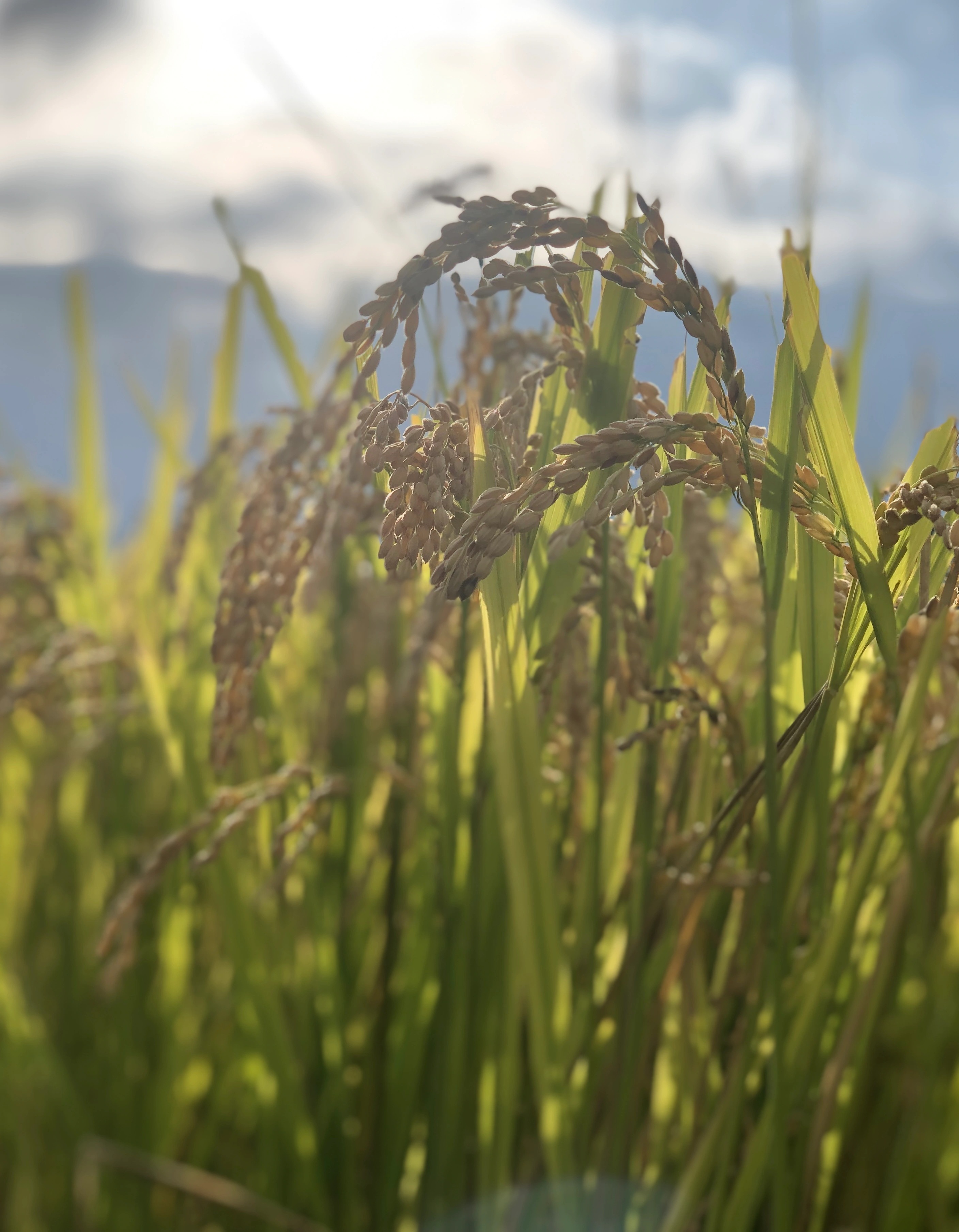 新潟県産 コシヒカリ 無洗米 20kg 令和６年産　プレゼント入り 米 高級米 おいしいお米 美味しいお米 産地直送 農家の米