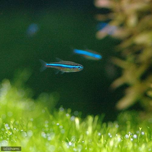 (熱帯魚)グリーンネオンテトラ(ワイルド)(50匹) 北海道航空便要保温 CRC13―20―10―05―00 (熱帯魚)グリーンネオンテトラ(ワイルド)(50匹) 北海道航空便要保温 CRC13―20―10―05―00