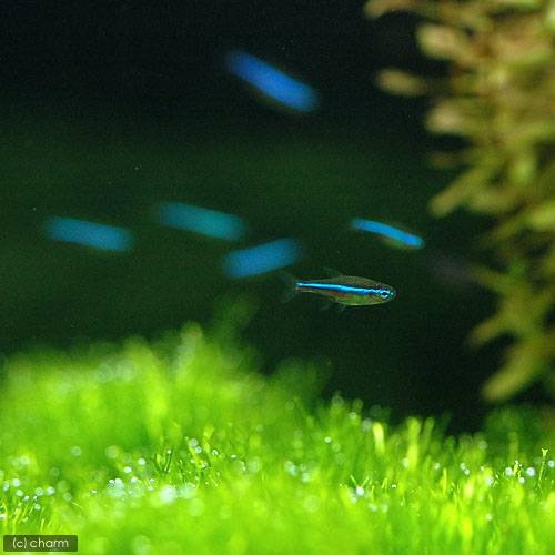 (熱帯魚)グリーンネオンテトラ(ワイルド)(50匹) 北海道航空便要保温 CRC13―20―10―05―00 (熱帯魚)グリーンネオンテトラ(ワイルド)(50匹) 北海道航空便要保温 CRC13―20―10―05―00