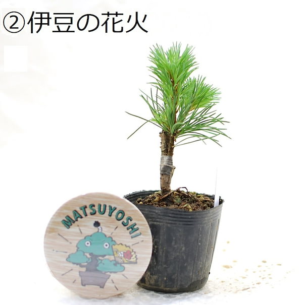大品那須五葉松盆栽 11-4