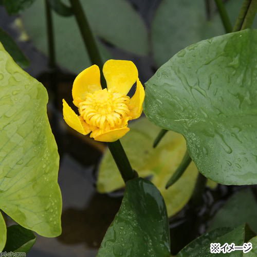 Qoo10] （ビオトープ）水辺植物 河骨 コウホネ（