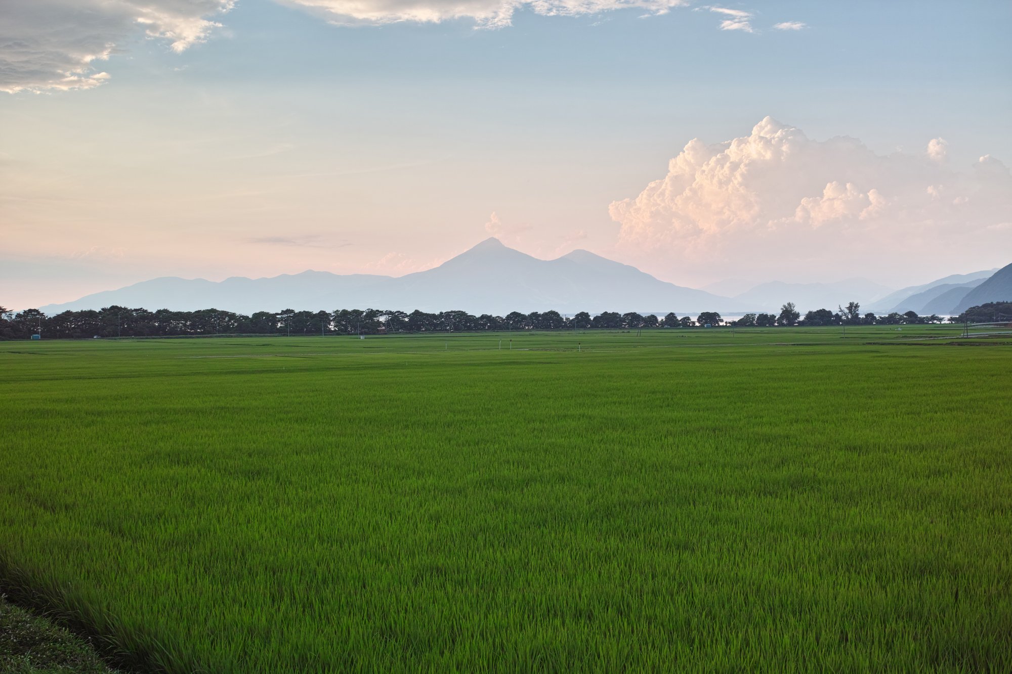 パールライス 令和6年産 福島県産 白米 天のつぶ 5kg 令和6年産