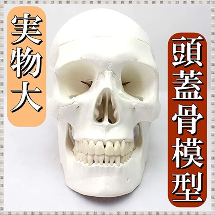Qoo10] 頭蓋骨 頭部 顎関節 人体 模型 可動