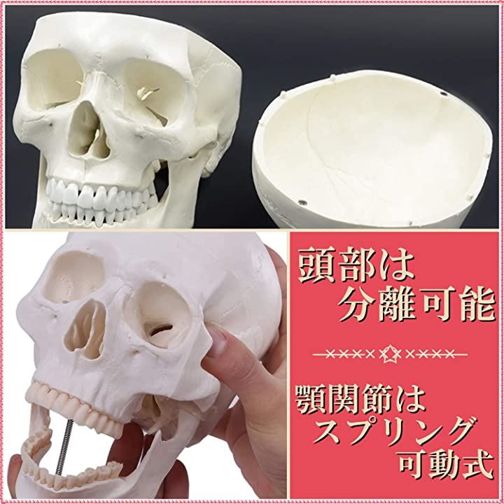 頭蓋骨 頭部 顎関節 人体 模型 可動 タイプ 学校 医学 教材 展示 装飾 デッサン 用(実物大) 頭蓋骨 頭部 顎関節 人体 模型 可動 タイプ 学校 医学 教材 展示 装飾 デッサン 用(実物大)