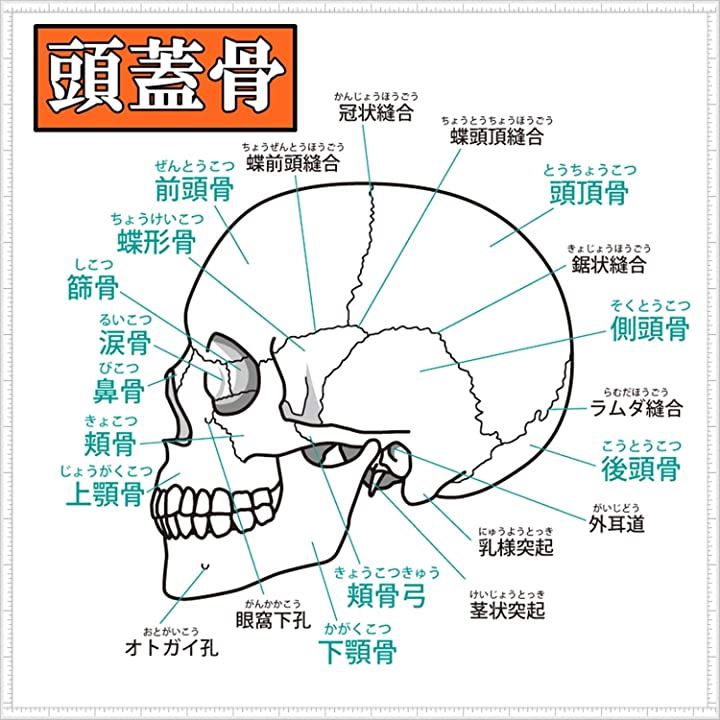 頭蓋骨 頭部 顎関節 人体 模型 可動 タイプ 学校 医学 教材 展示 装飾 デッサン 用(実物大) 頭蓋骨 頭部 顎関節 人体 模型 可動 タイプ 学校 医学 教材 展示 装飾 デッサン 用(実物大)