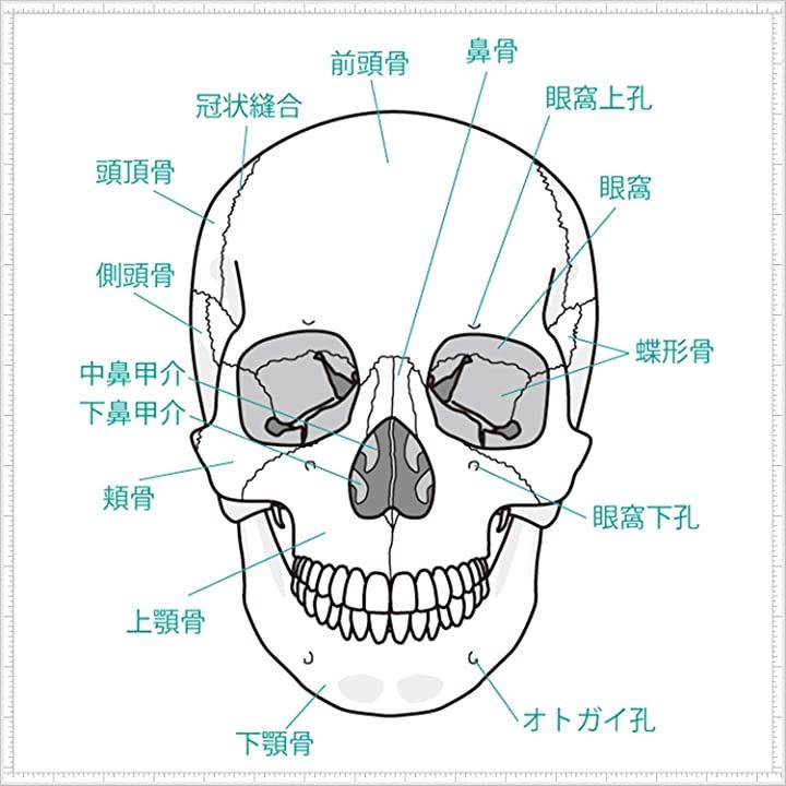 Qoo10] 頭蓋骨 頭部 顎関節 人体 模型 可動