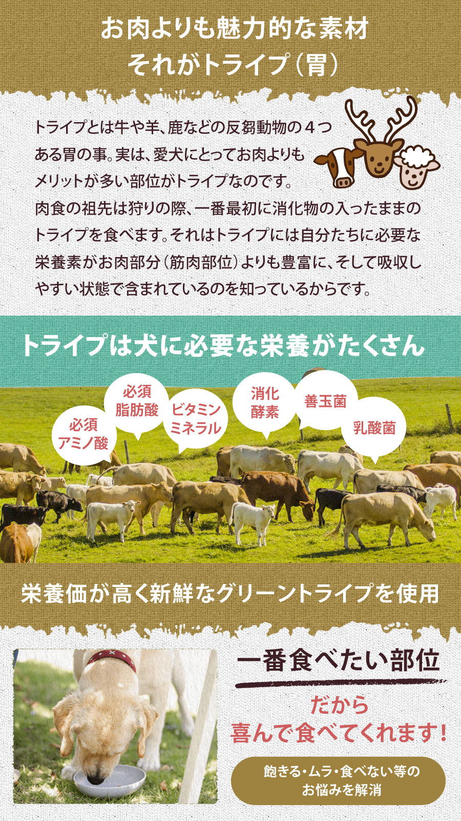 トライプドライ ドッグフード ラムトライプ SAP 小粒 2.72kg【お試し国産お魚厚削り15g付き】 トライプドライ ドッグフード ラムトライプ SAP 小粒 2.72kg【お試し国産お魚厚削り15g付き】