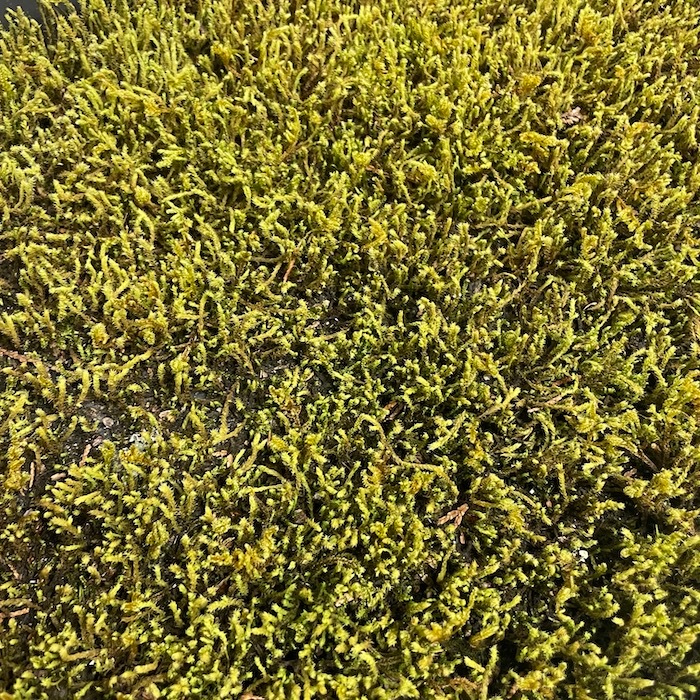 （10平米分）農家直送　明るい庭に最適なスナゴケ、ハイゴケ2種混合シート 10平米分）農家直送 明るい庭に最適なスナゴケ、ハイゴケ2種混合シート