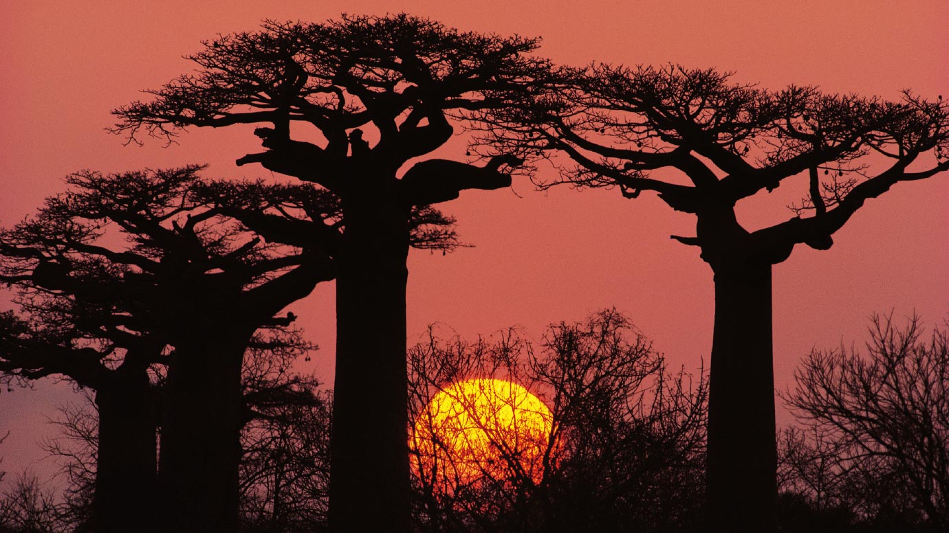 【3本セット】エルジューダ FO 120ml 【3本セット】エルジューダ FO 120ml