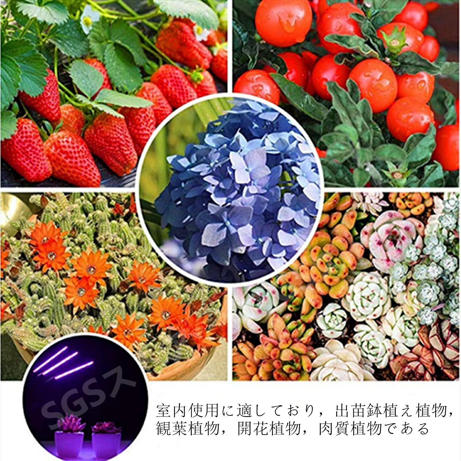 植物育成ライトLED 植物成長ランプ 育苗ライトled 水草ライト 室内観葉植物ライト 水耕栽培用ランプ 植物用ledライト 多肉植物育成ライト 白色 温室 室内園芸 水草栽培 野菜工場 農業&園芸用 植物育成ライトLED 植物成長ランプ 育苗ライトled 水草ライト 室内観葉植物ライト 水耕栽培用ランプ 植物用ledライト 多肉植物育成ライト 白色 温室 室内園芸 水草栽培 野菜工場 農業&園芸用