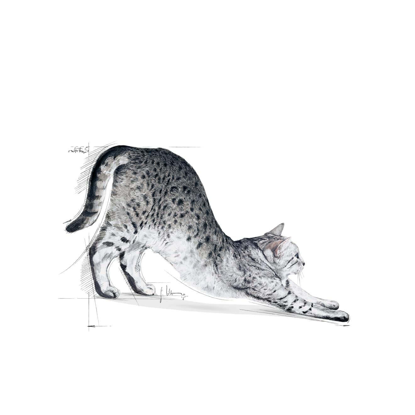 ロイヤルカナン FHN インドア 2Kg 猫用 ロイヤルカナン FHN インドア 2Kg 猫用