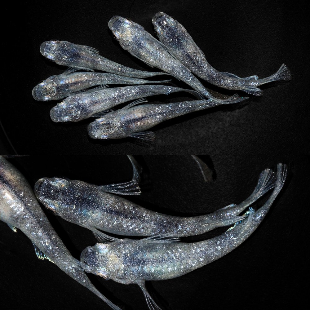 (めだか)ホワイトタイガーダイヤメダカ メダカ屋サバンナ直系(3匹) CRC60―20―22―70―30 (めだか)ホワイトタイガーダイヤメダカ メダカ屋サバンナ直系(3匹) CRC60―20―22―70―30