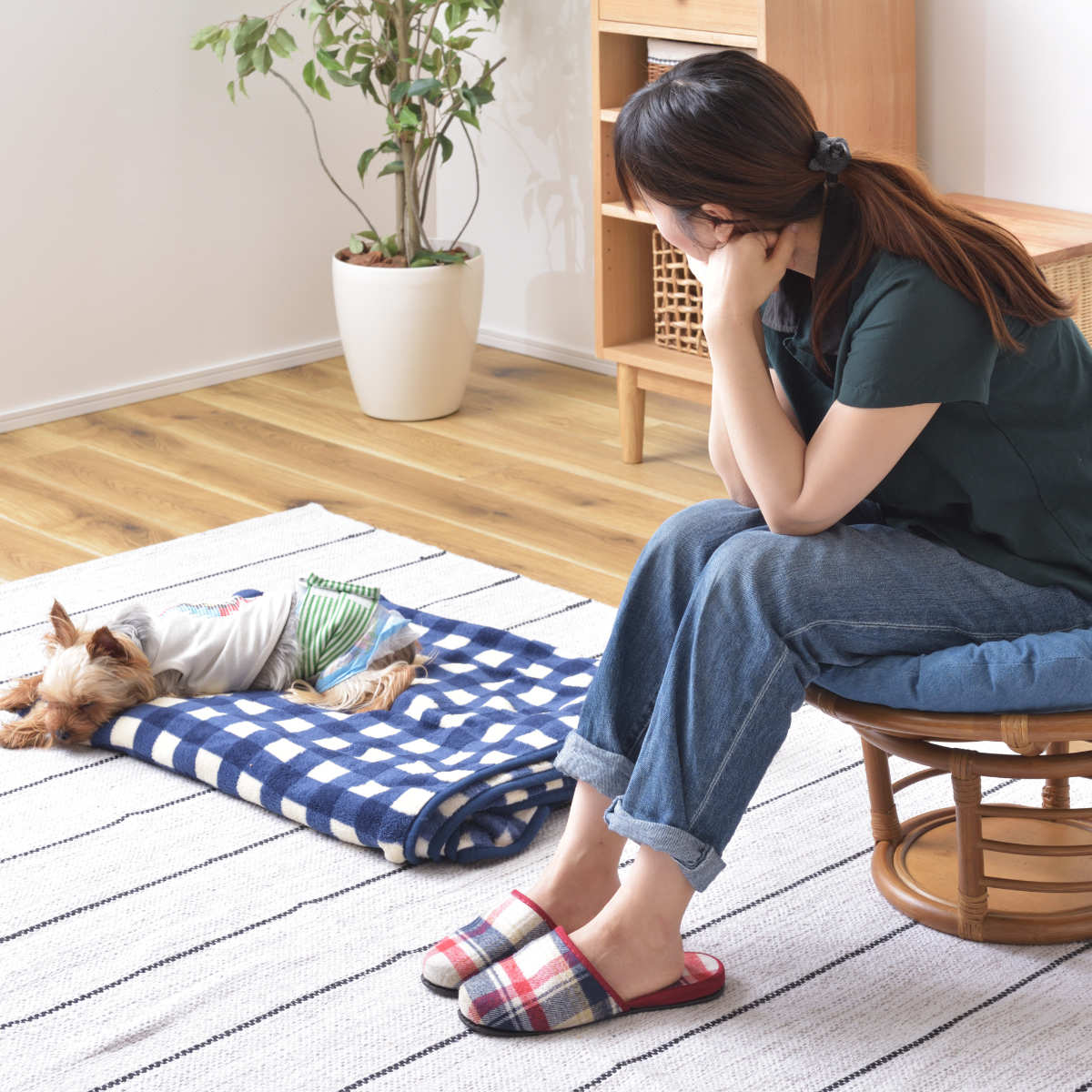 ペットスツール クッション付 籐フレーム 約幅55cm ペットスツール クッション付 籐フレーム 約幅55cm