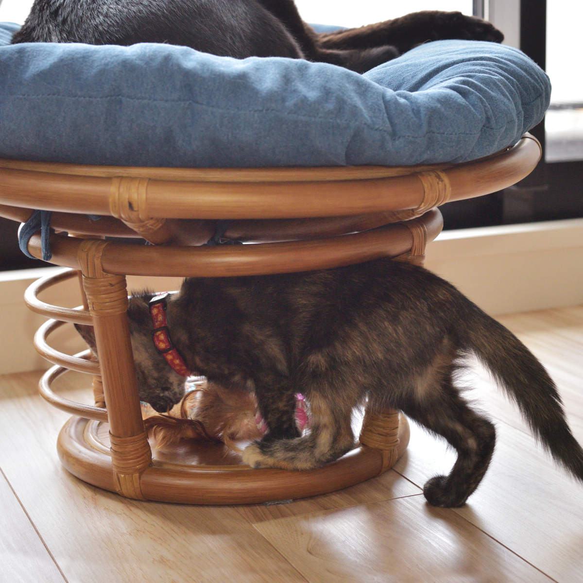 ペットスツール クッション付 籐フレーム 約幅55cm ペットスツール クッション付 籐フレーム 約幅55cm