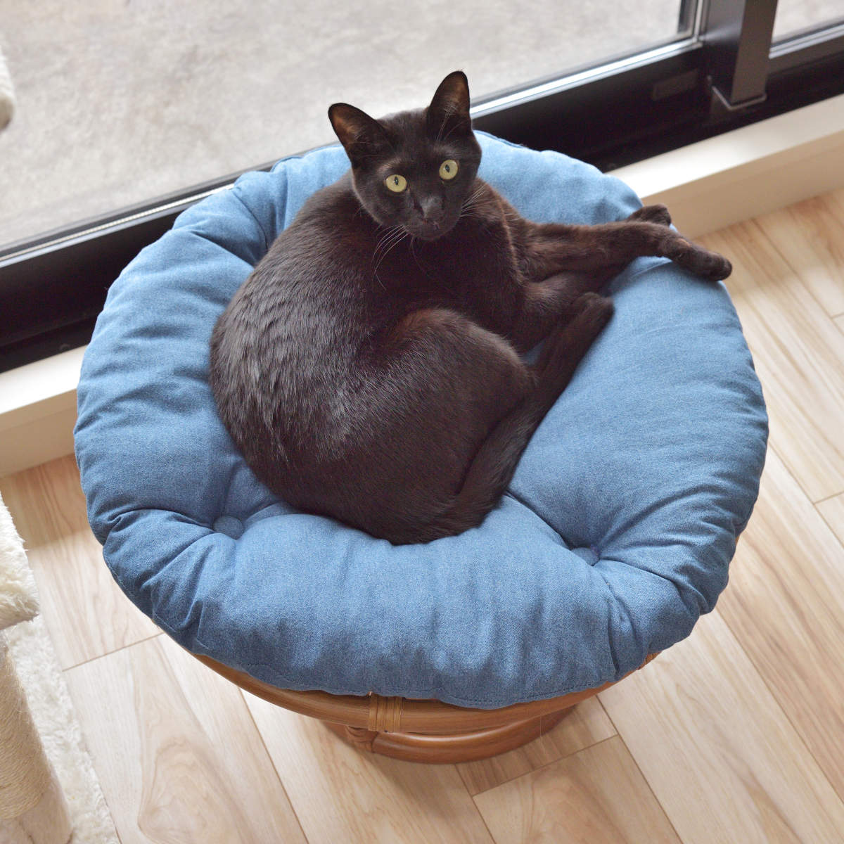 ペットスツール クッション付 籐フレーム 約幅55cm ペットスツール クッション付 籐フレーム 約幅55cm