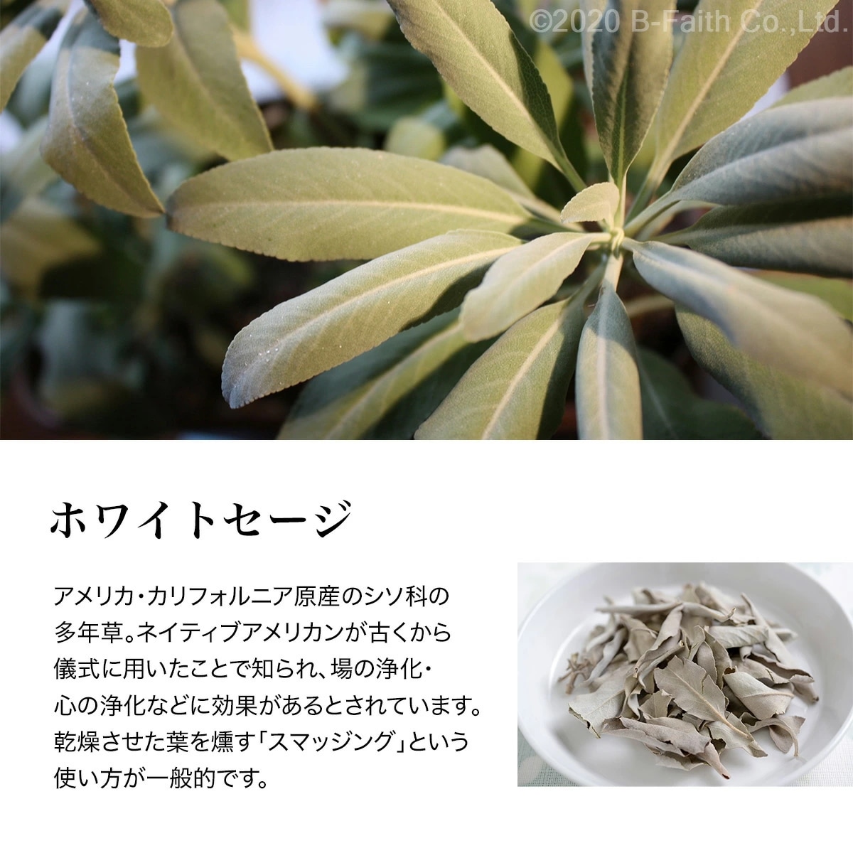 天然100% ホワイトセージ オイル 100ml 精油 エッセンシャルオイル アロマオイル 天然100% ホワイトセージ オイル 100ml 精油 エッセンシャルオイル アロマオイル