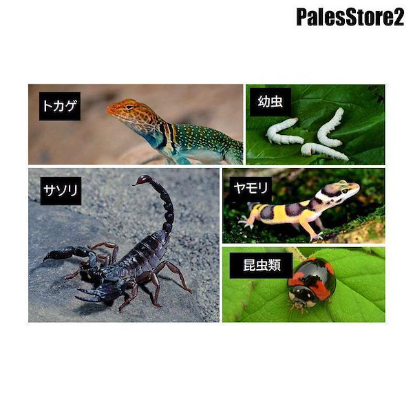 Qoo10] 新しいデザイン！飼育ケージ 飼育ケース