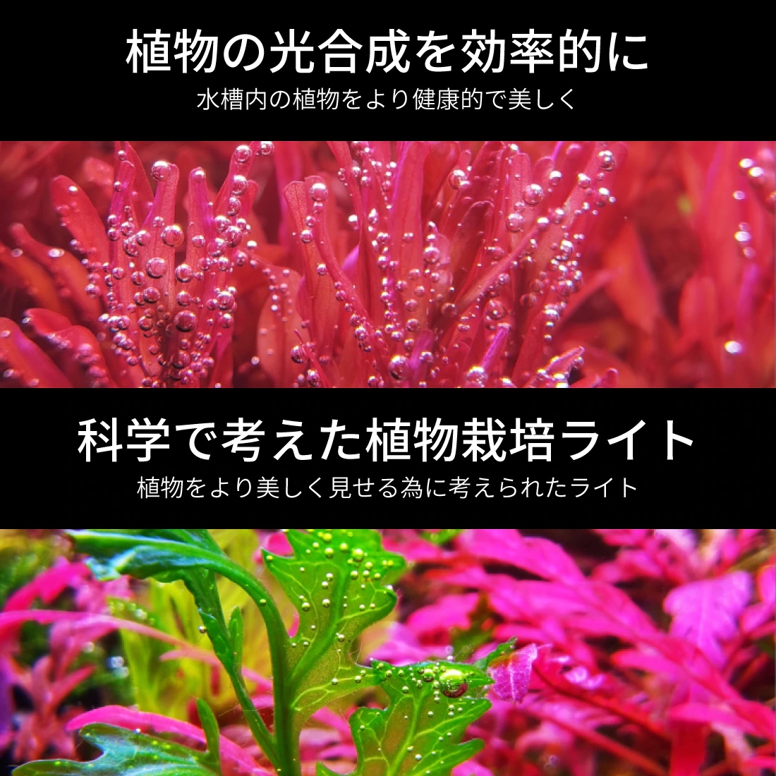 LEDSTAR モデルS2 AQ-S90 水槽 LEDライト PSE認証 技適認証済 メーカー正規保証 正規代理店 アクアリウム ライト スマホ操作 水槽ライト パルダリウム 熱帯魚 メダカ leds LEDSTAR モデルS2 AQ-S90 水槽 LEDライト PSE認証 技適認証済 メーカー正規保証 正規代理店 アクアリウム ライト スマホ操作 水槽ライト パルダリウム 熱帯魚 メダカ leds