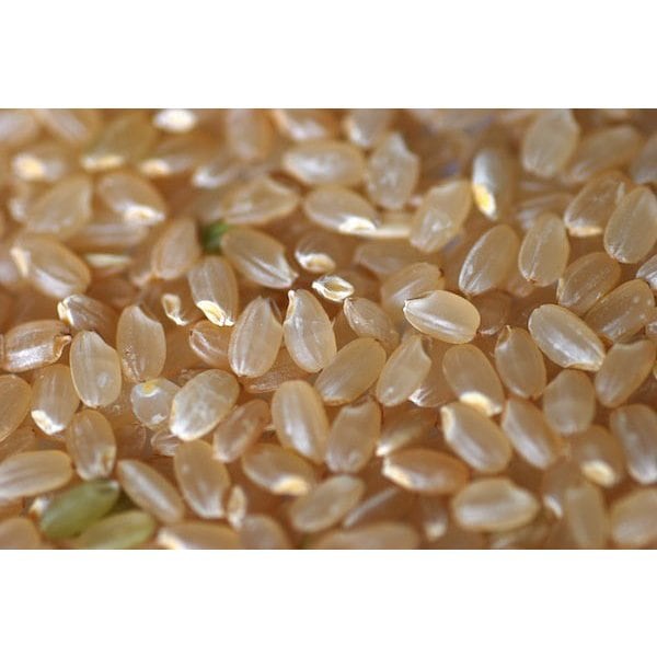 魚沼産コシヒカリ 玄米 30kg 令和6年産 令和6年産 Aランク小