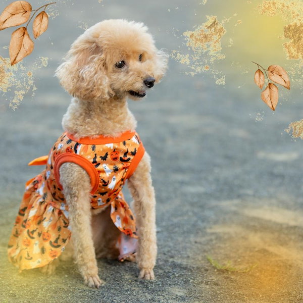 ハロウィン犬服 黒とオレンジのデザイン 犬服・アクセサリー
