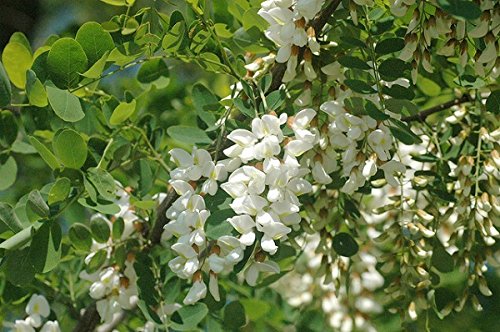 小松養蜂場 秋田のはちみつ アカシア 500g 小松養蜂場 秋田のはちみつ アカシア 500g