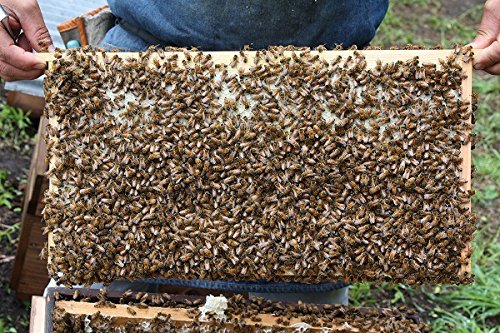 小松養蜂場 秋田のはちみつ アカシア 500g 小松養蜂場 秋田のはちみつ アカシア 500g