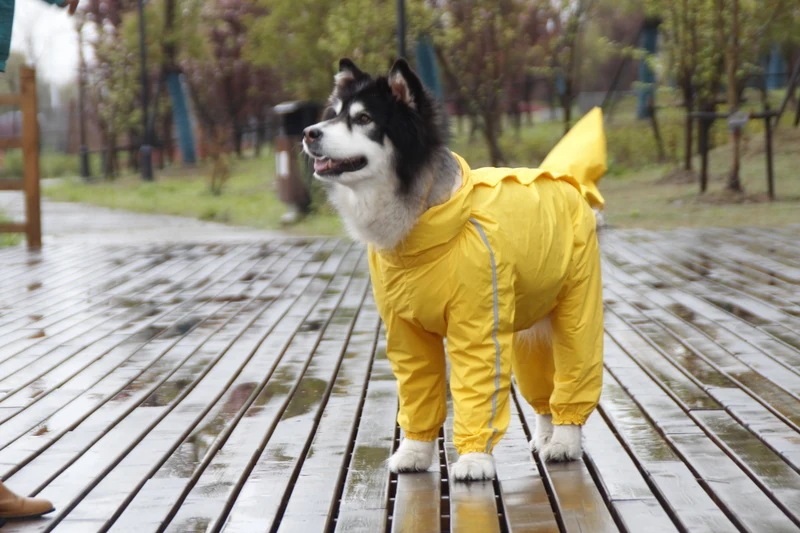 大型犬用レインジャケット,防水ポリエステル安全コート,反射ストライプ,金の再試行剤,ラブラドールハスキー8xl-12xl YELLOW 11XL Female 大型犬用レインジャケット,防水ポリエステル安全コート,反射ストライプ,金の再試行剤,ラブラドールハスキー8xl-12xl YELLOW 11XL Female