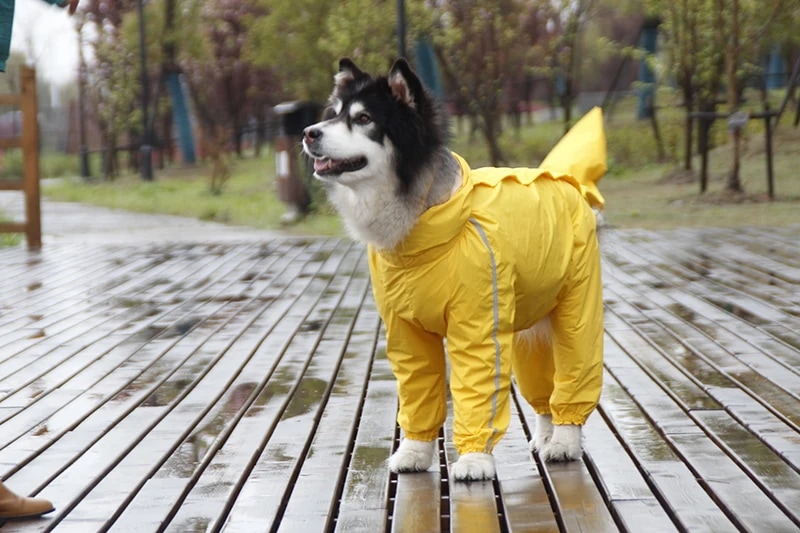大型犬用レインジャケット,防水ポリエステル安全コート,反射ストライプ,金の再試行剤,ラブラドールハスキー8xl-12xl YELLOW 11XL Female 大型犬用レインジャケット,防水ポリエステル安全コート,反射ストライプ,金の再試行剤,ラブラドールハスキー8xl-12xl YELLOW 11XL Female