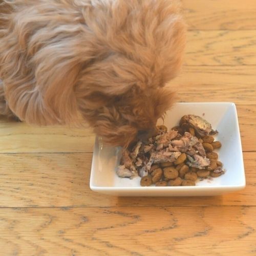 日本のみのり いわし缶 100g×24缶【1ケース】サンユー研究所 鰯 イワシ 犬猫用 ペット用 缶詰 保存食 ペットフード ウェットフード 魚 さかな さば缶 国産 無添加 日本のみのり いわし缶 100g×24缶【1ケース】サンユー研究所 鰯 イワシ 犬猫用 ペット用 缶詰 保存食 ペットフード ウェットフード 魚 さかな さば缶 国産 無添加