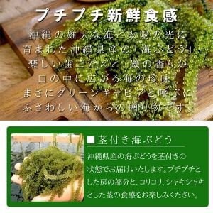 タレなし沖縄県産 海ぶどう（茎付き）100ｇ(50ｇ2袋) 独特のプチプチとはじける食感 産地直送 塩水漬け 海藻 おつまみ 食品