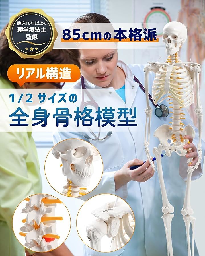 KIYOMARU リアルで再現性の高い1/2サイズの全身骨格模型 人体模型 骨模型 理学療法士監修 約85cm 骨格標本 骨格モデル 動かせる大関節 KIYOMARU リアルで再現性の高い1/2サイズの全身骨格模型 人体模型 骨模型 理学療法士監修 約85cm 骨格標本 骨格モデル 動かせる大関節