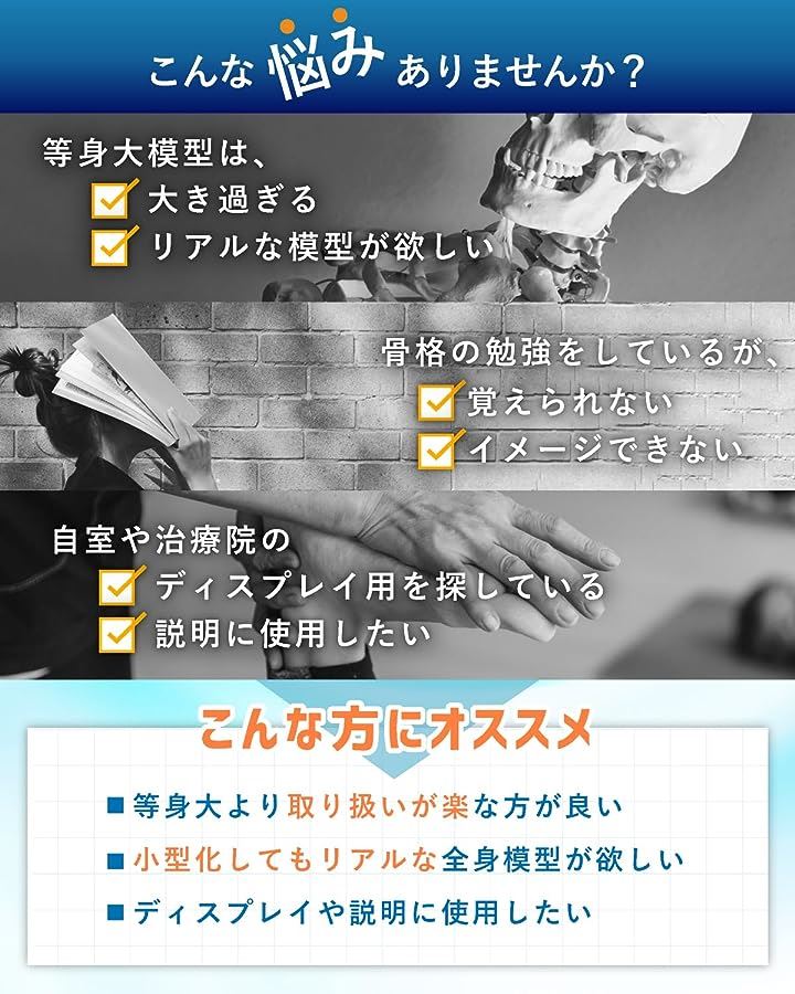 KIYOMARU リアルで再現性の高い1/2サイズの全身骨格模型 人体模型 骨模型 理学療法士監修 約85cm 骨格標本 骨格モデル 動かせる大関節 KIYOMARU リアルで再現性の高い1/2サイズの全身骨格模型 人体模型 骨模型 理学療法士監修 約85cm 骨格標本 骨格モデル 動かせる大関節