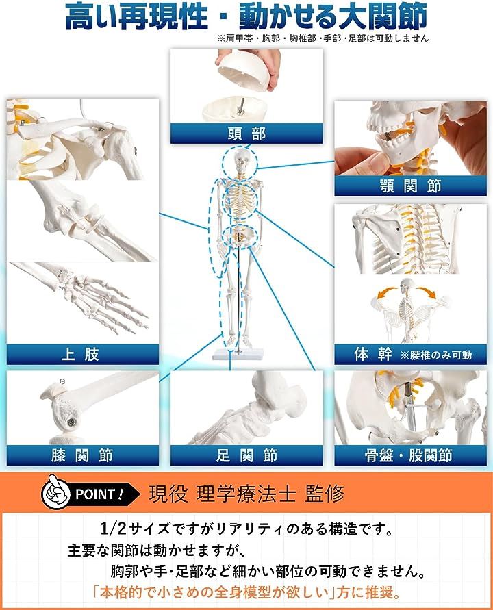 KIYOMARU リアルで再現性の高い1/2サイズの全身骨格模型 人体模型 骨模型 理学療法士監修 約85cm 骨格標本 骨格モデル 動かせる大関節 KIYOMARU リアルで再現性の高い1/2サイズの全身骨格模型 人体模型 骨模型 理学療法士監修 約85cm 骨格標本 骨格モデル 動かせる大関節