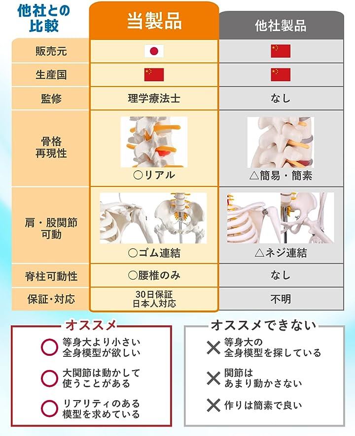 KIYOMARU リアルで再現性の高い1/2サイズの全身骨格模型 人体模型 骨模型 理学療法士監修 約85cm 骨格標本 骨格モデル 動かせる大関節 KIYOMARU リアルで再現性の高い1/2サイズの全身骨格模型 人体模型 骨模型 理学療法士監修 約85cm 骨格標本 骨格モデル 動かせる大関節
