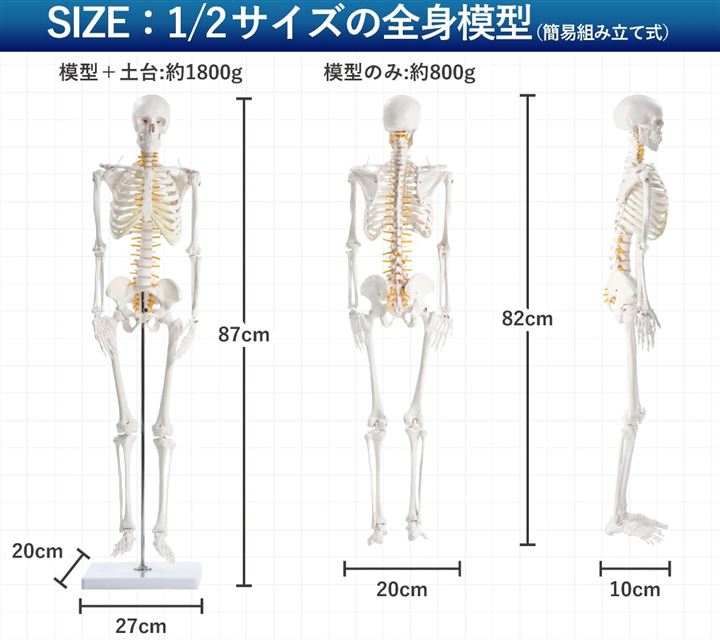 KIYOMARU リアルで再現性の高い1/2サイズの全身骨格模型 人体模型 骨模型 理学療法士監修 約85cm 骨格標本 骨格モデル 動かせる大関節 KIYOMARU リアルで再現性の高い1/2サイズの全身骨格模型 人体模型 骨模型 理学療法士監修 約85cm 骨格標本 骨格モデル 動かせる大関節