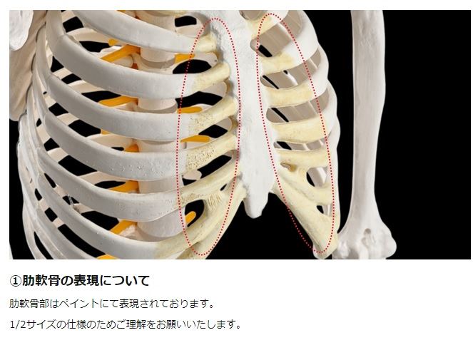 KIYOMARU リアルで再現性の高い1/2サイズの全身骨格模型 人体模型 骨模型 理学療法士監修 約85cm 骨格標本 骨格モデル 動かせる大関節 KIYOMARU リアルで再現性の高い1/2サイズの全身骨格模型 人体模型 骨模型 理学療法士監修 約85cm 骨格標本 骨格モデル 動かせる大関節