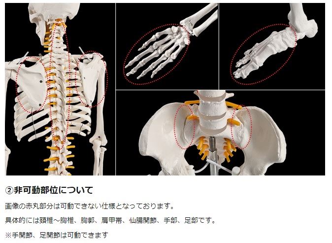 KIYOMARU リアルで再現性の高い1/2サイズの全身骨格模型 人体模型 骨模型 理学療法士監修 約85cm 骨格標本 骨格モデル 動かせる大関節 KIYOMARU リアルで再現性の高い1/2サイズの全身骨格模型 人体模型 骨模型 理学療法士監修 約85cm 骨格標本 骨格モデル 動かせる大関節