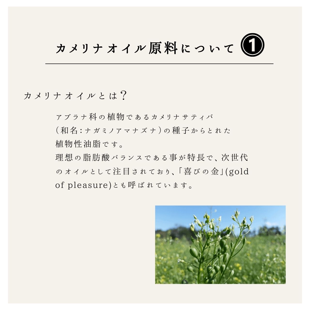 創健社 カメリナオイル 170g 5本 オイル 食用油 オメガ9 オメガ6 オメガ3 オメガ 調味料 食用油 創健社 カメリナオイル 170g 5本 オイル 食用油 オメガ9 オメガ6 オメガ3 オメガ 調味料 食用油