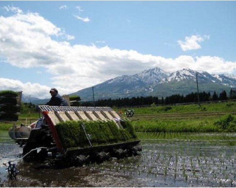 新潟県産 コシヒカリ 無洗米 10kg 令和６年産 米 こしひかり 10kg 無洗米 新潟産 おいしいお米 美味しいお米 産地直送 農家の米 コシヒカリの郷小出農場