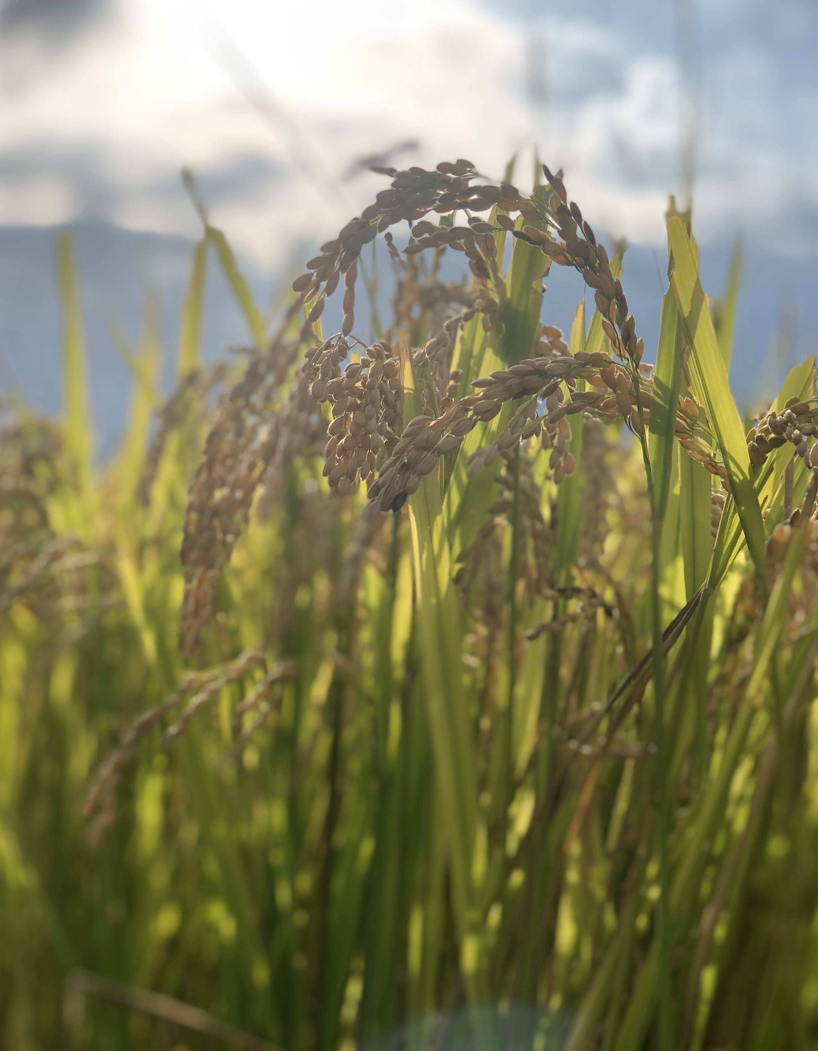 新潟県産 コシヒカリ 無洗米 10kg 令和６年産 米 こしひかり 10kg 無洗米 新潟産 おいしいお米 美味しいお米 産地直送 農家の米 コシヒカリの郷小出農場