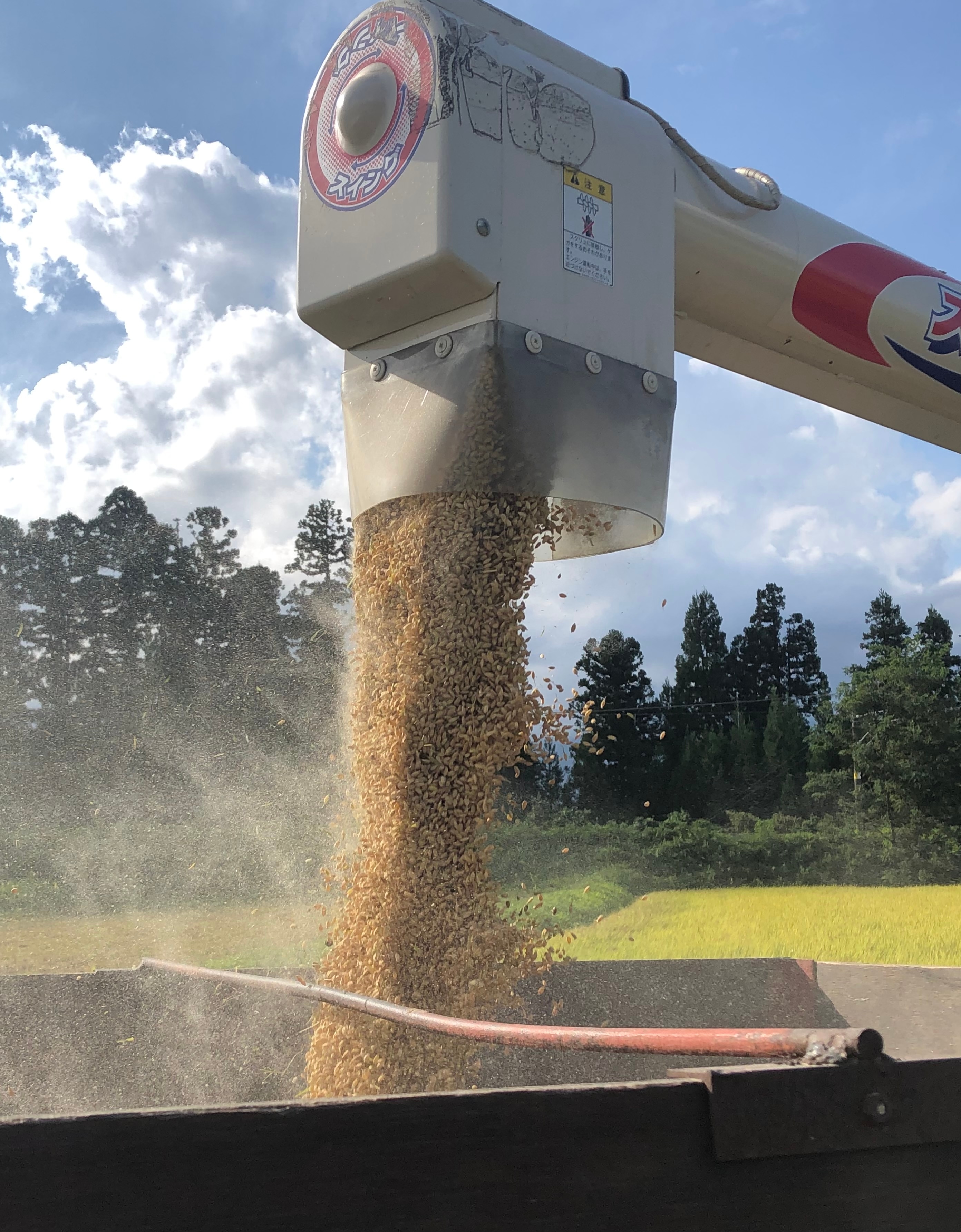 新潟県産 コシヒカリ 無洗米 10kg 令和６年産 米 こしひかり 10kg 無洗米 新潟産 おいしいお米 美味しいお米 産地直送 農家の米 コシヒカリの郷小出農場