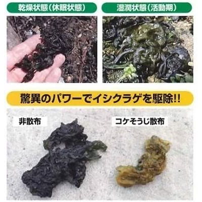 送料無料 コケそうじ業務用濃縮液 2L (20倍希 : ガーデニング・DIY・工具 通販大人気