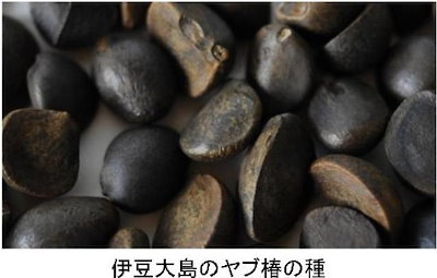 最新作即納 大島純粋三原 : ヘア 大人気お得
